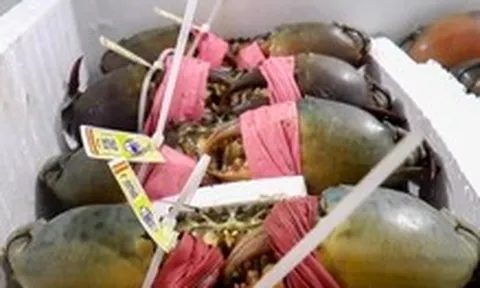 Cua biển Cà Mau tăng hơn 100.000 đồng/kg, chạm mốc 700.000 đồng/kg