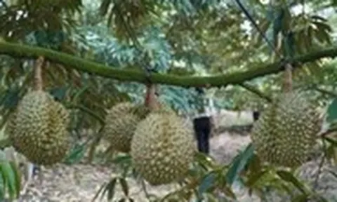 Đồng Tháp tháo gỡ điểm nghẽn cho ngành hàng sầu riêng