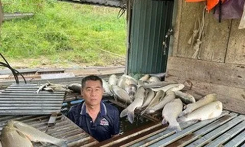 VIDEO: Hàng tấn cá chết nổi trắng tại các lồng, bè nuôi trên sông Lam