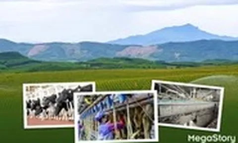 Từ đồng cỏ đến ly sữa: hành trình 12 bước của TH true MILK