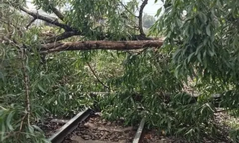 Cây đổ 'vắt' ngang đường ray, nhân viên gác chắn kịp thời cứu đoàn tàu khách