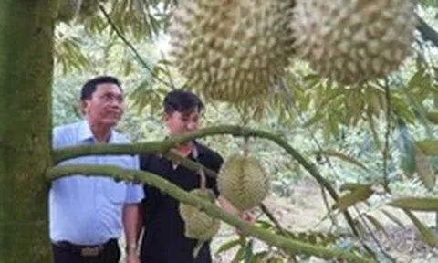 Năm 2026 Đồng Tháp sẽ thí điểm áp dụng hệ thống truy xuất nguồn gốc nông sản