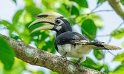 Đội nào thắng cuộc thi quan sát chim lớn nhất Việt Nam?