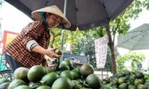 Nền nông nghiệp Việt không thể vận hành bằng may rủi