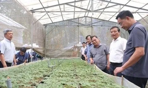 Bí thư Đà Nẵng kêu gọi đầu tư phát triển thương hiệu sâm Ngọc Linh