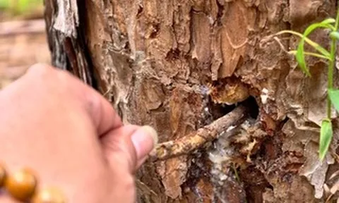 Hình ảnh hàng trăm cây thông bị khoan lỗ, đổ hóa chất ở Lâm Đồng
