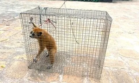 Thả về rừng con vật đặc biệt quý hiếm do người dân giao nộp