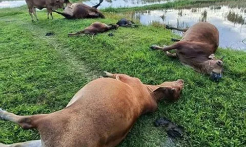 Sét đánh trúng đàn bò của người dân, 5 con chết tại chỗ