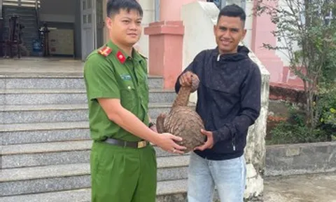 Đi soi ếch, phát hiện tê tê Java 'khủng' cực quý hiếm