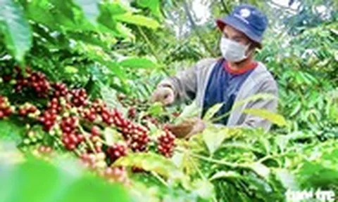 Nông dân trồng cà phê Tây Nguyên được trả bảo hiểm vì mưa lớn