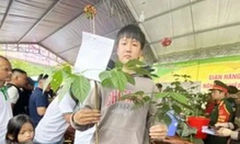 Lễ hội sâm Ngọc Linh và dược liệu quốc tế Đà Nẵng 2026 diễn ra đầu tháng 8