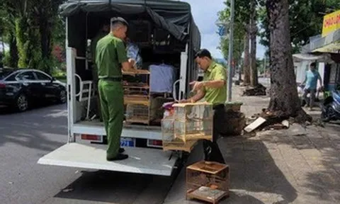 Đơn vị kiểm lâm lên tiếng vụ tạm giữ 35 con chim chào mào ở TPHCM