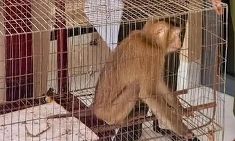Phát hiện khỉ đuôi lợn quý hiếm trong vườn nhà dân ở TPHCM