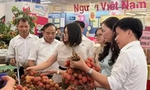 300 tấn vải đặc sản Thanh Hà phủ sóng siêu thị toàn quốc qua hệ thống Saigon Co.op
