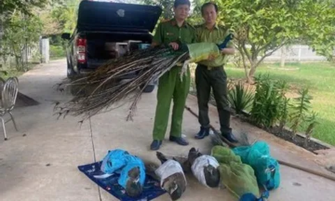 Hai người đàn ông tự nguyện giao nộp 9 chim công quý hiếm nuôi làm cảnh nhiều năm