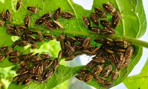 6 người ở Thanh Hóa nhập viện nghi do ăn bọt xít