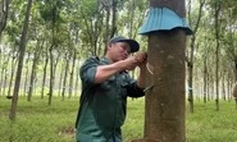 Những sáng kiến vì người lao động ngành cao su