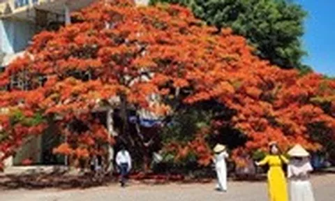 Cây phượng vĩ 'chạm mùa hè' ở Quảng Ngãi bất ngờ thành điểm check-in gây sốt trên mạng