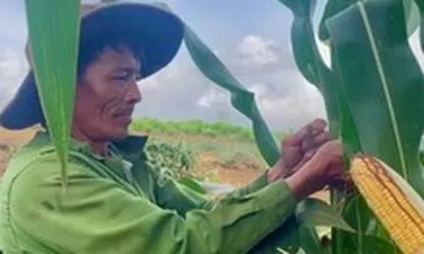 Trồng bắp sinh khối, nông dân lãi đậm