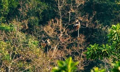 Hồi sinh "lãnh địa" linh trưởng
