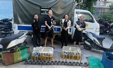 Công an 'giải cứu' 500 con mèo trong đường dây trộm thú cưng quy mô lớn