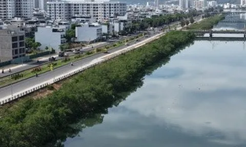Khánh Hòa: Chi 572 triệu đồng để chặt hàng cây xanh rì dọc sông Quán Trường?