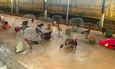 Đột kích sới đá gà quy mô lớn, bắt quả tang 31 đối tượng đang say sưa cá cược