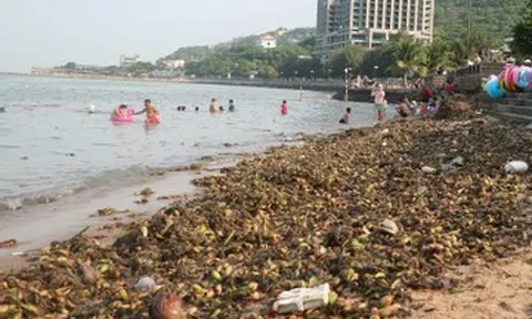 Lục bình phủ kín Bãi Trước Vũng Tàu, vì sao người dân vẫn 'vô tư' tắm biển?