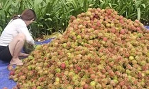 Giá trái cây tại vườn rẻ rề, ra đến chợ tăng gấp 4-5 lần