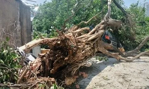 Cây bồ đề hơn 30 năm ở TPHCM bất ngờ đè lên xe tải đang chạy
