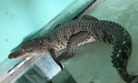 Con vật có hàm khỏe, chuyên ăn thịt bất ngờ xuất hiện tại nhà người phụ nữ