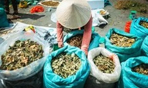 Người Hội An chi tiền triệu mua 'thần dược' dịp Tết Đoan Ngọ