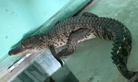 Phát hiện cá sấu dài 1m 'đi lạc' vào nhà dân ở trung tâm thành phố