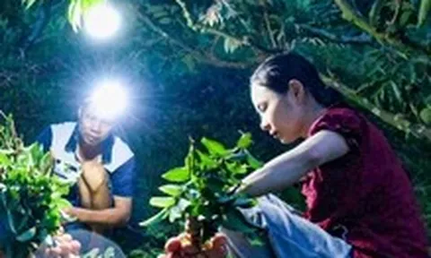 Soi đèn hái vải thiều từ 3h sáng, nông dân vẫn vui vì giá cao