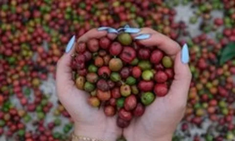 Giải mã ‘bài toán khó’ EUDR bằng bản đồ số cà phê Đắk Lắk