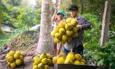 Nhiều loại trái cây ở miền Tây giảm giá mạnh, nhà vườn buồn hiu