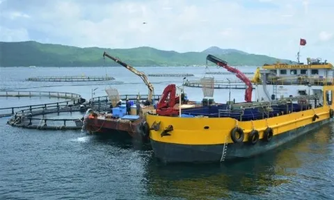 Sẽ có tiêu chuẩn Việt Nam cho nuôi cá biển công nghiệp