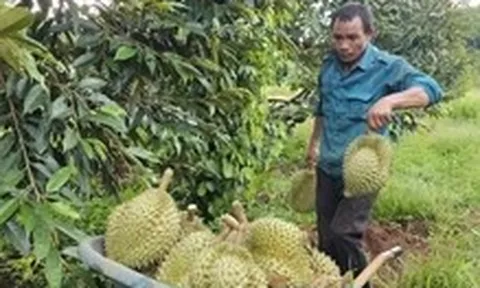 Giá sầu riêng giảm nhanh