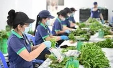 Nông nghiệp tương lai từ những Hợp tác xã 'nghĩ lớn'