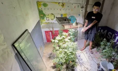Clip công an bắt quả tang nam thanh niên Hà Nội biến nhà thành vườn cần sa