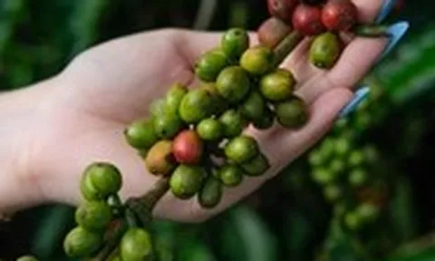 Giá cà phê 'lùi một bước' sau cú tăng kỷ lục