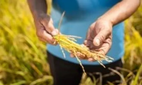 Điểm tựa cho một mùa vụ vững tin hơn