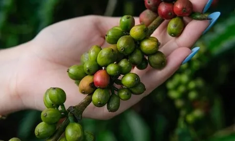 Thị trường TP.HCM ngày 9-7: Giá cà phê tiếp tục giảm; TP.HCM xúc tiến đầu tư trên môi trường số