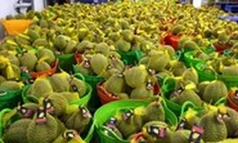 Không để nông sản, sầu riêng không xuất khẩu được do chậm cấp mã vùng trồng, kiểm nghiệm