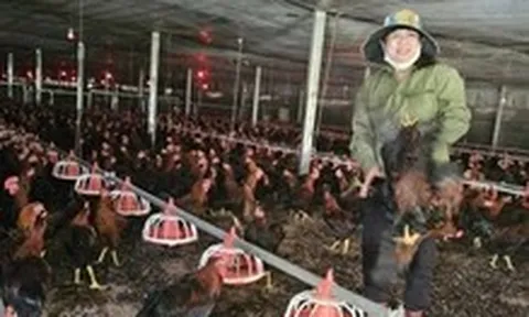 Giá cám tăng nhưng giá gà lại ở mức thấp kéo dài, người nuôi ôm lỗ
