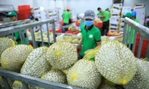 Làm gì để xuất khẩu nông, lâm, thủy sản đạt 100 tỉ USD?