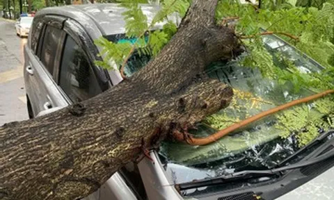 Mưa gió quật ngã nhiều cây xanh, đè trúng ô tô ở TPHCM