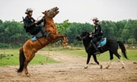 20 chiến mã Mông Cổ sau 6 năm đồng hành cùng Cảnh sát cơ động Kỵ binh Việt Nam