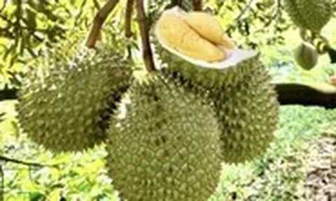 Dự kiến rút ngắn thời gian cấp mã số vùng trồng nông sản, không nới lỏng quản lý