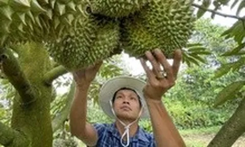 Hơn 100 doanh nghiệp Trung Quốc sang Việt Nam tìm đối tác sầu riêng